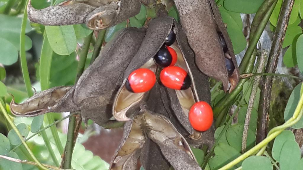 Hotel Roca Negra Del Arenal La Fortuna Εξωτερικό φωτογραφία