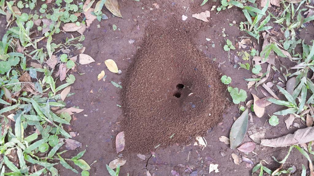 Hotel Roca Negra Del Arenal La Fortuna Εξωτερικό φωτογραφία