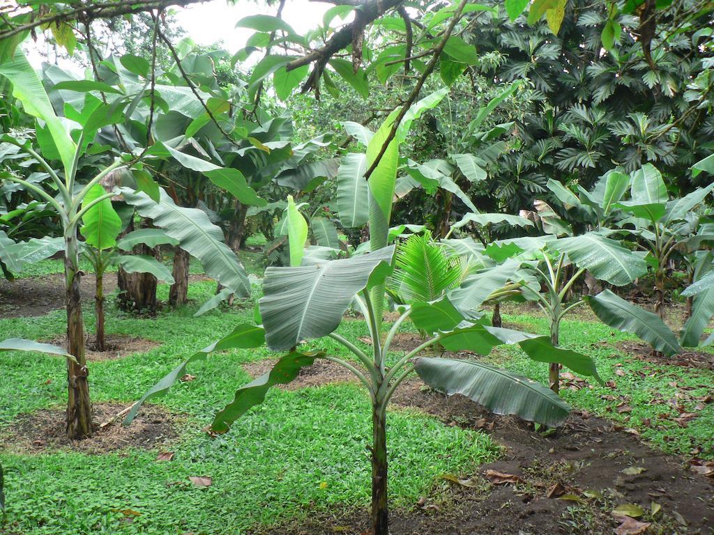 Hotel Roca Negra Del Arenal La Fortuna Εξωτερικό φωτογραφία