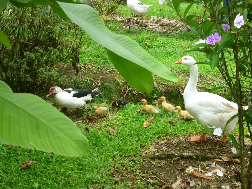 Hotel Roca Negra Del Arenal La Fortuna Εξωτερικό φωτογραφία