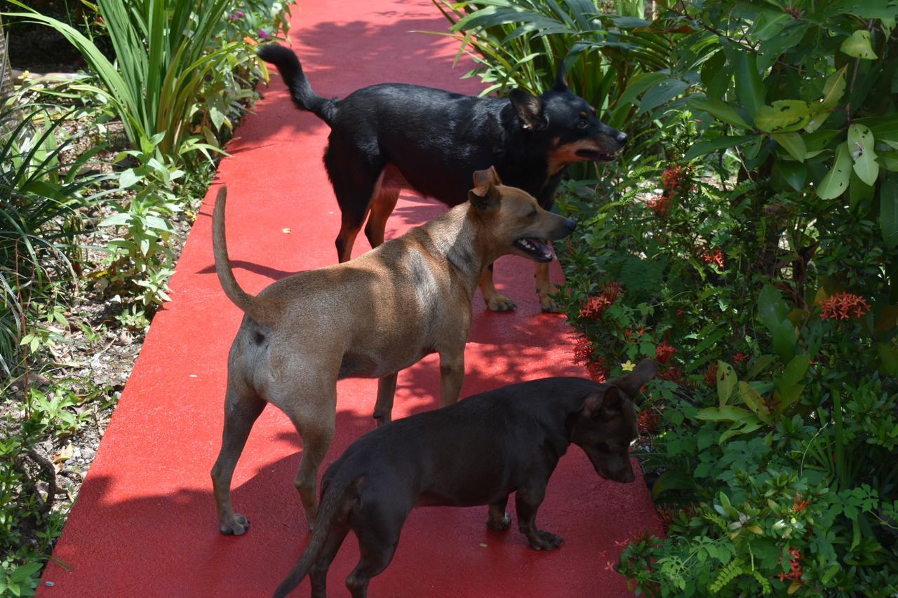 Hotel Roca Negra Del Arenal La Fortuna Εξωτερικό φωτογραφία
