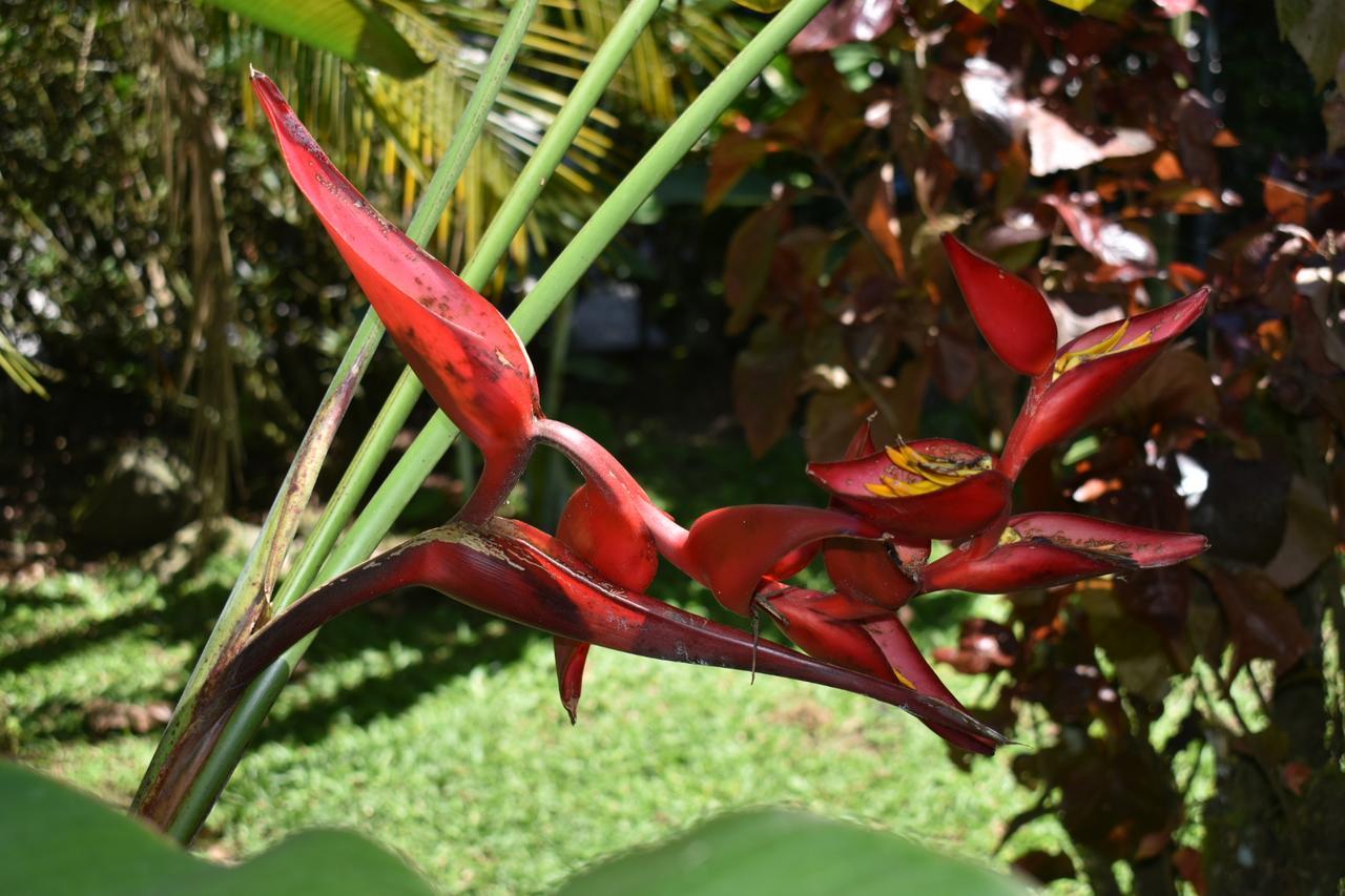Hotel Roca Negra Del Arenal La Fortuna Εξωτερικό φωτογραφία
