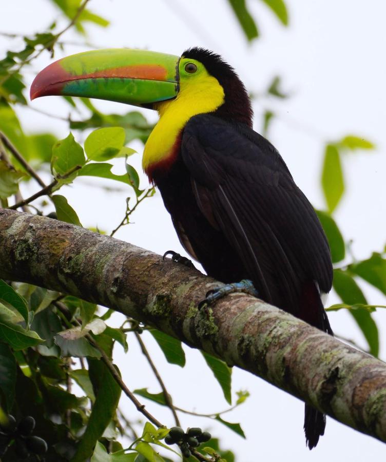 Hotel Roca Negra Del Arenal La Fortuna Εξωτερικό φωτογραφία